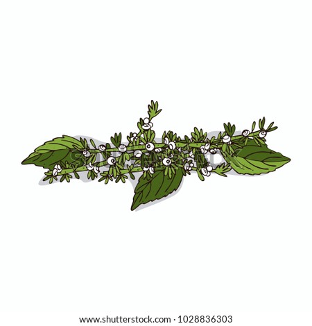 Isolated clipart of plant Perilla on white background. Botanical drawing of herb Perilla frutescens with flowers and leaves. Raster version of illustration