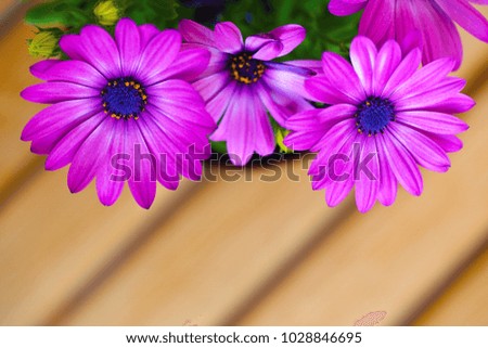 beautiful purple daisies with space for text. Extreme close up