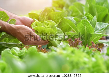 Close up hand farmer in hydroponic garden during morning time food background concept with copy space Royalty-Free Stock Photo #1028847592
