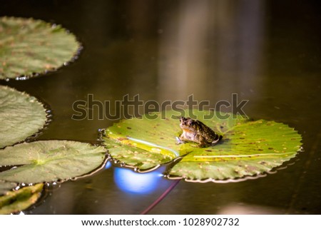 big frog is sitting on the water-lily green leaf, night Thailand