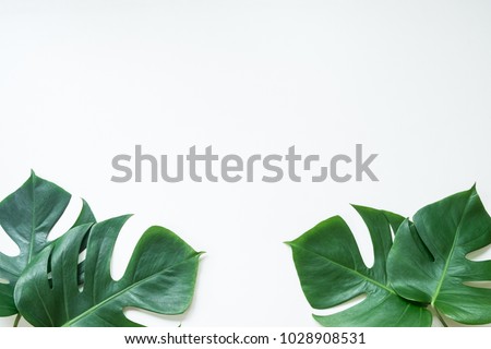 Monstera leave on white background