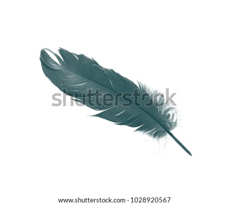 Beautiful feather color dark green isolated on white background