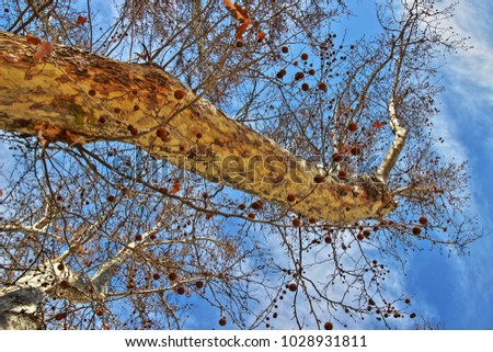 picture of shadow banana tree in winter seen from below. surreal photo,Photographs magic, just to crazy, artistic, landscapes of your mind, optical illusions,  the enchanted forest, textures, art, 