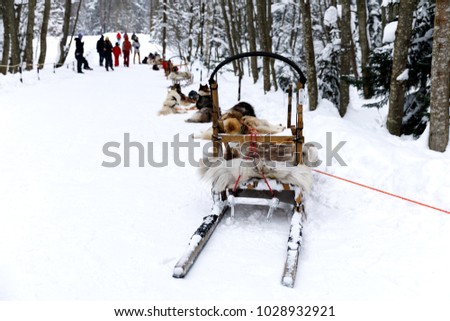 Sled dogs Siberian Husky in harness and sledge