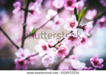 Close up toned photo of blossom cherry sakura tree