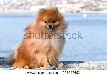 Pomeranian Spitz sits on the background of the sea, the dog smiles, the wool flutters in the wind