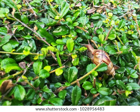 African land snail moves on the green leaves floor. Picture with copy space.