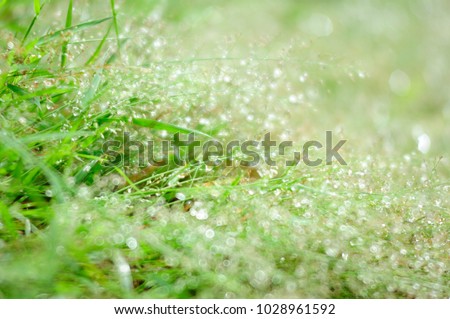 Grass and water drop background in rainy season