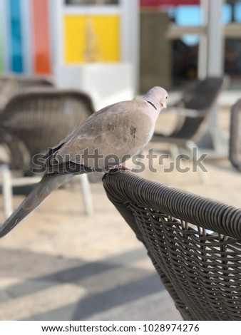 Beautiful bird pigeon at a coffee terrace in Canet en Roussillon in France