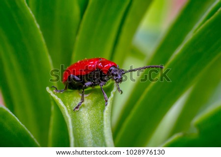 macro beetle on a lily