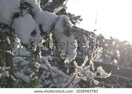 sun is shining through snow covered trees