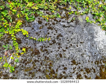 Green leaves and moss on the stone wall with empty copy space