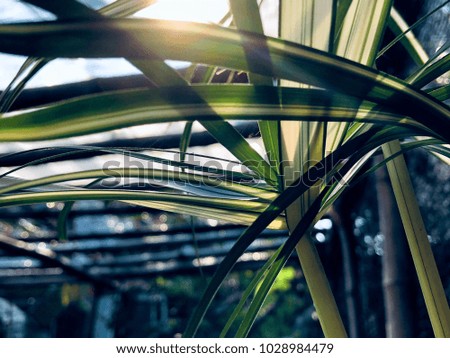 Umbrella plants Variegated