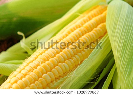 A close -up picture of fresh sweet corn on wooden floor.