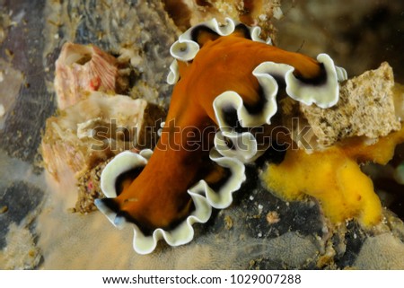 Flat worm Pseudoceros species. Close-up photo taken in Malapascua island, Cebu Philippines
