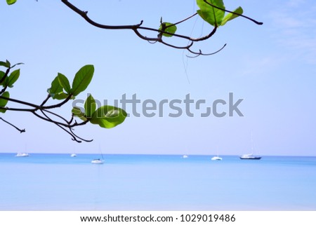 Branches of Bengal almond or Olive-bark tree and many boats  in the blue sea are behide, on the blue sky blackground                                