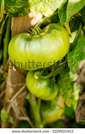 Unripe green tomatoes on the branch
