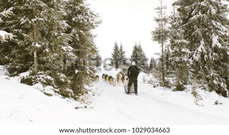 Musher with husky sled in competition