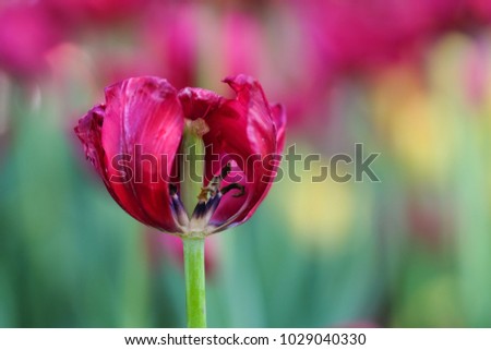 Tulip flower. Royalty high quality free stock footage of the tulip flower has bloomed and is dying