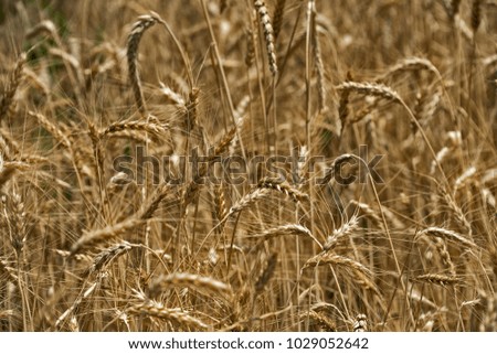 Riped yellow wheat ready to harvest.