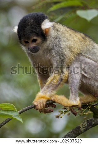 Close up of a common squirrel monkey in a tree
