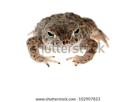 natterjack toad isolated on white background young