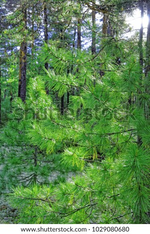 Illuminated by a sunlight wet branch of pine trees in the forest