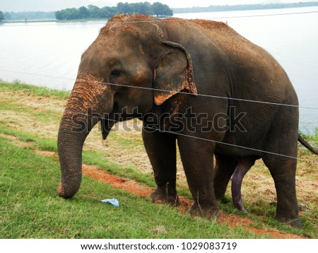 Wild elephant waiting for food.