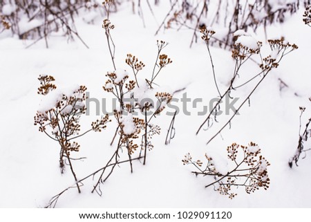 Dry Tanacetum in a snowdrift in the winter