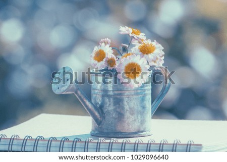 Antique watering can and chrysanthemums 