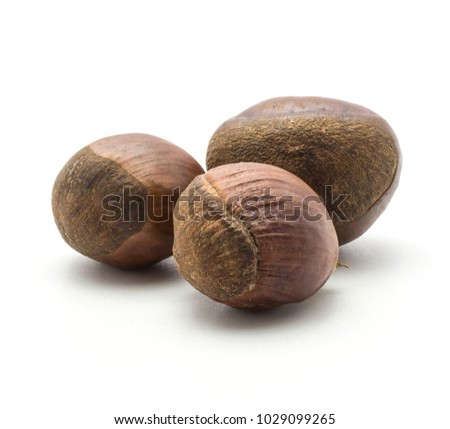 Three European chestnuts Spanish edible isolated on white background raw fresh brown nuts
