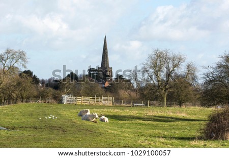 White cows lying down in a field with a distant church behind