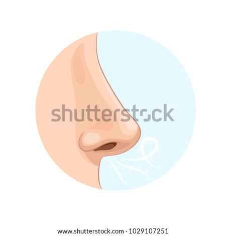 Organ of human smell, nose. Biology, anatomy of man and human organs, body. Nose, body part, perception of odors from the environment. Side view, medicine, science, sensations. Vector illustration. Royalty-Free Stock Photo #1029107251