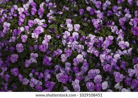 flowers pansy backdrop