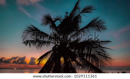 Palm tree and colourful sky as a background