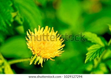 Yellow dandelion flower close up.