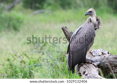 White-backed vulture sitting on a tree