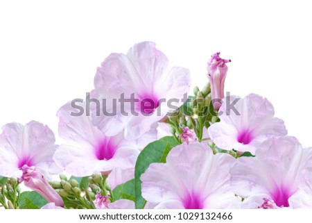 Bush morning glory Ipomoea carnea flower in white background
