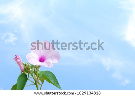 Bush morning glory Ipomoea carnea flower in sky background