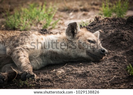Portrait of a Cute hyena napping on the ground in the Maasai Mara reserve in Kenya