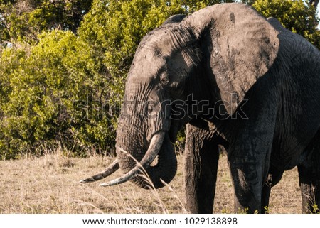Portrait of a Beautiful elephant on a grass field in Maasai Mara reserve