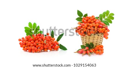 berries of red mountain ash and dog rose isolated on white background. horizontal photo.