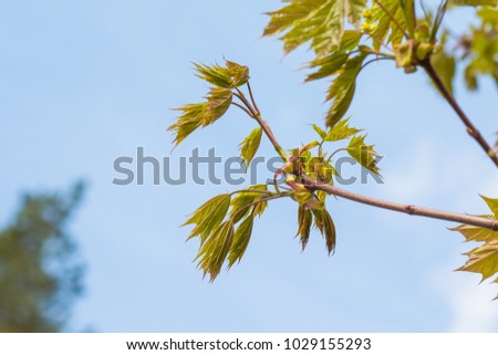 maple leaves bloom in the spring. fresh green maple leaves during spring season on sunny day.Spring background art. leaves on blue sky background at springtime. Copy space