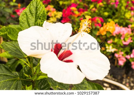 Morning white flowers