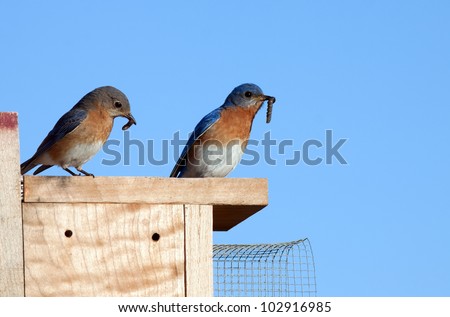  A pair of Eastern Bluebirds sitting on a nesting box and ready to feed the baby birds worms held in their beaks.
