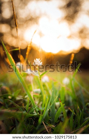 Summer grass meadow motion blur of pleasant wind with bright sunlight; sunny spring background. 