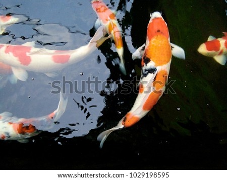Taisho Sanke, fancy carp fishes in freshwater pond, at rural home northern Thailand Phrae province.