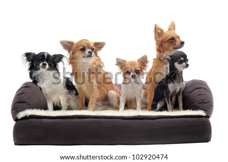 cute chihuahuas on a sofa in front of white background