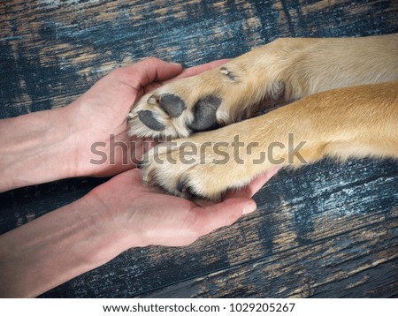 Human hands gently holding the dog's paws. Wooden background