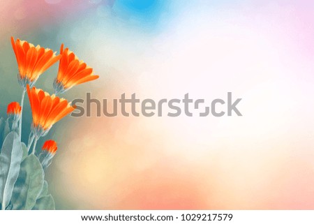 bright calendula flowers on a background of the summer landscape.